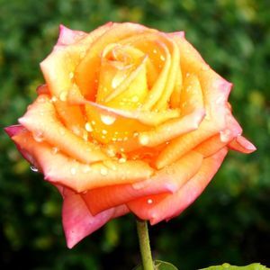 Meet your Posher, Deb